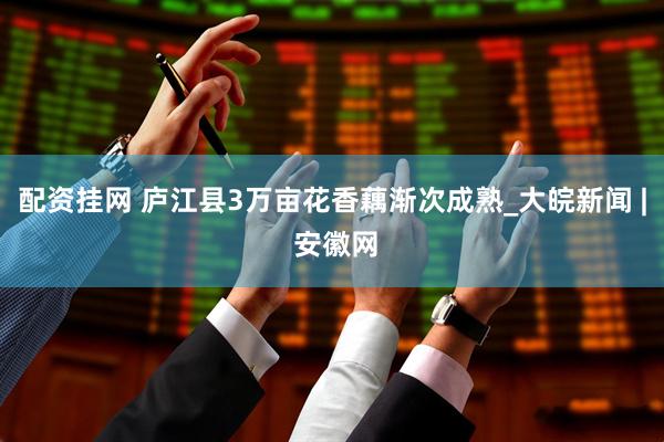 配资挂网 庐江县3万亩花香藕渐次成熟_大皖新闻 | 安徽网